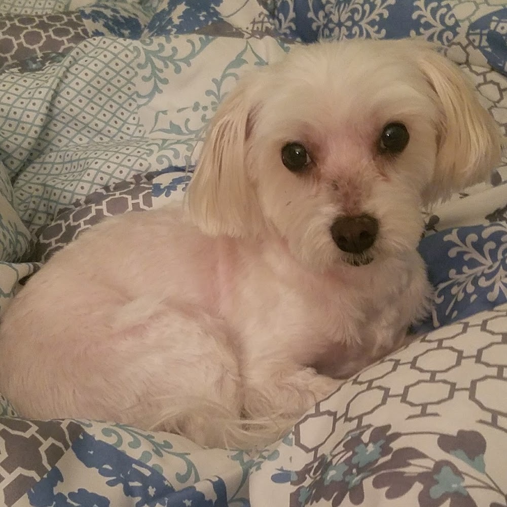 Meet your Posher, Carina